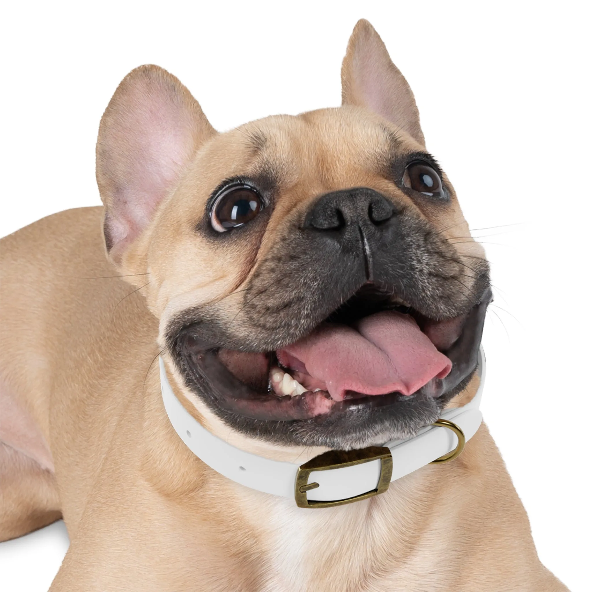 Personalized Dog Collar - Stylish and Durable Pet Accessory