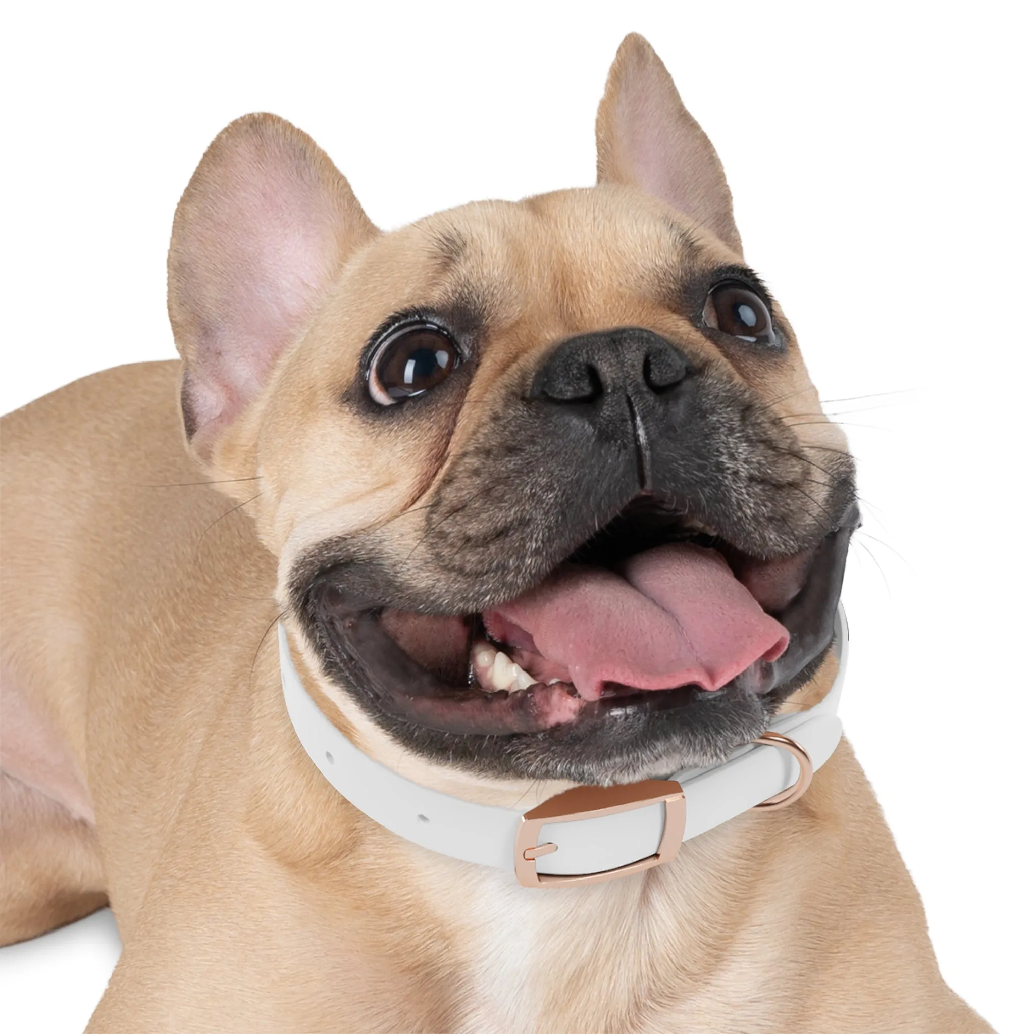 Personalized Dog Collar - Stylish and Durable Pet Accessory